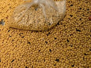 Leia mais sobre o artigo Soja amplia ganhos com otimismo em relação à demanda da China