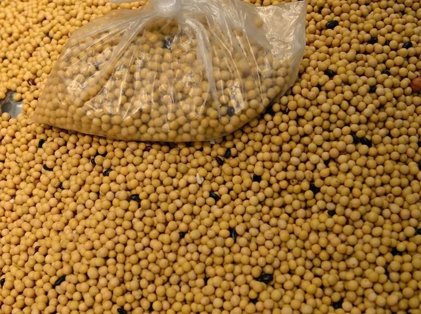 No momento, você está visualizando Soja amplia ganhos com otimismo em relação à demanda da China