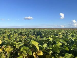 Leia mais sobre o artigo Veranico compromete 640 mil hectares de soja em Mato Grosso do Sul