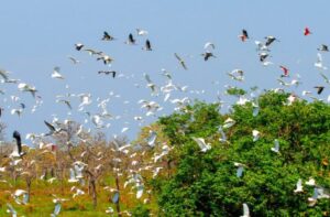Leia mais sobre o artigo COP15 coloca Campo Grande e Mato Grosso do Sul no centro do debate global sobre biodiversidade