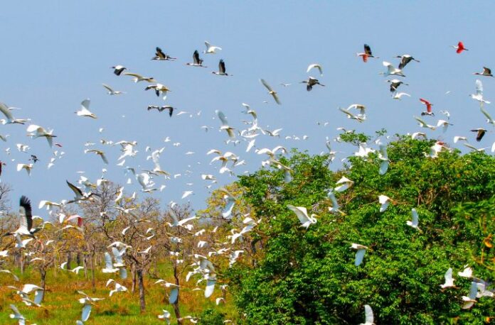 No momento, você está visualizando COP15 coloca Campo Grande e Mato Grosso do Sul no centro do debate global sobre biodiversidade