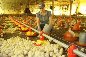 Leia mais sobre o artigo Aviários terão novas regras de controle da Salmonella em MS