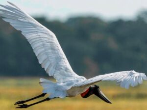 Leia mais sobre o artigo COP15 deve movimentar cerca de R$ 14 milhões na economia de Campo Grande