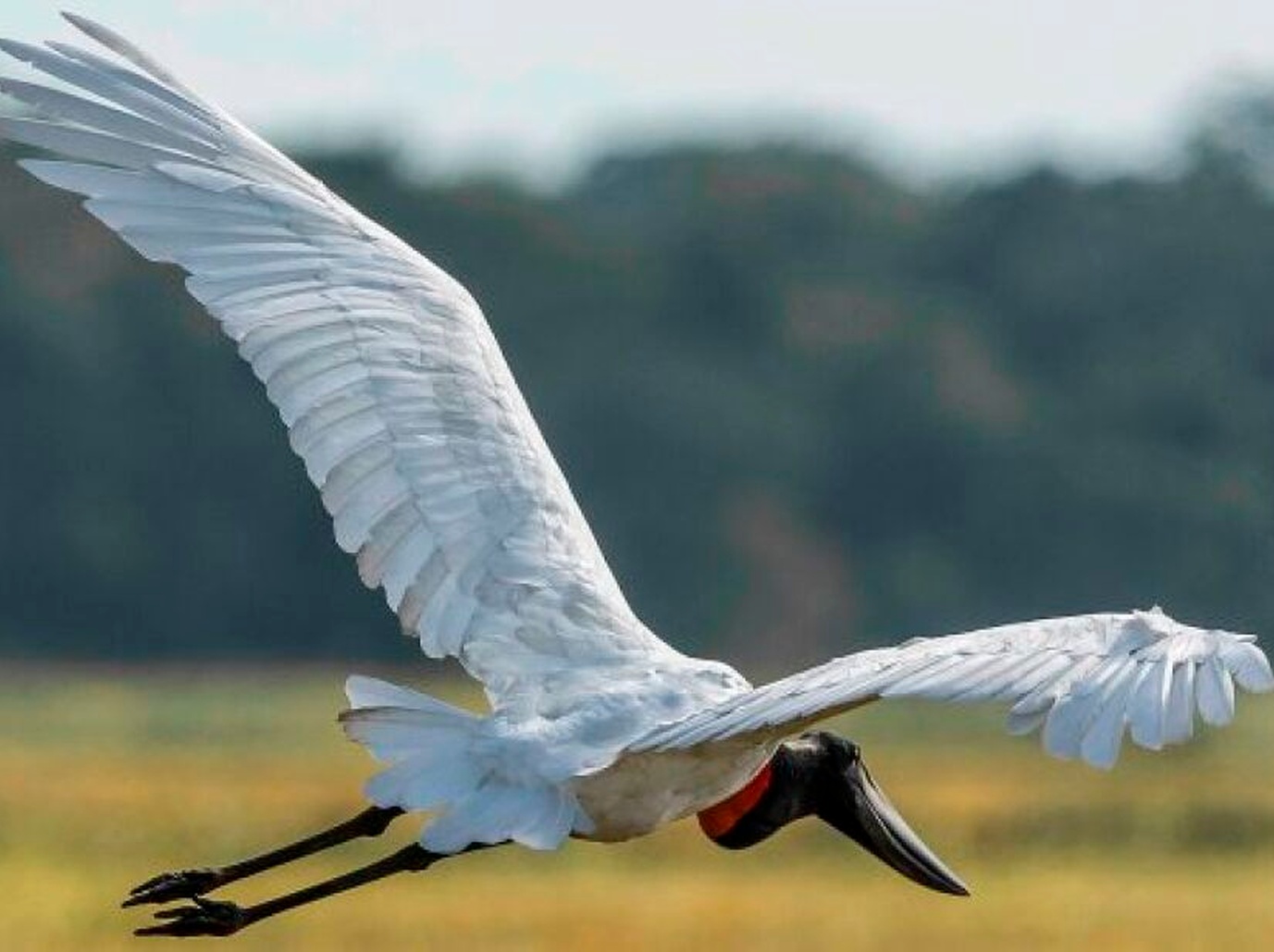 No momento, você está visualizando COP15 deve movimentar cerca de R$ 14 milhões na economia de Campo Grande