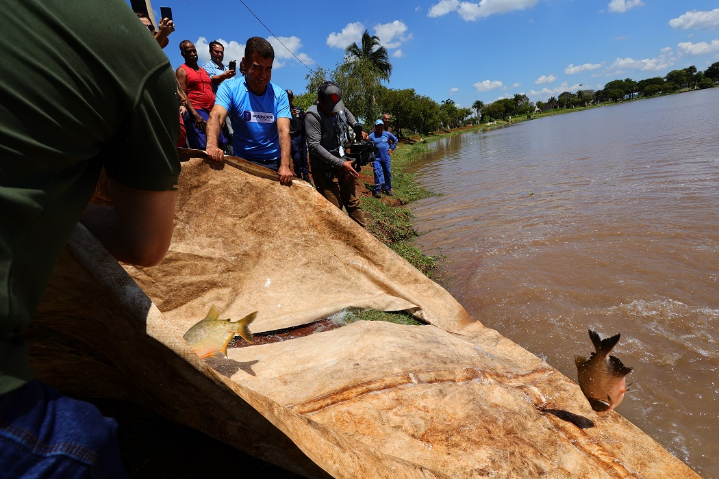 No momento, você está visualizando Prefeitura de Dourados solta 3 toneladas de peixes no Parque Antenor Martins para 2ª Festa da Páscoa