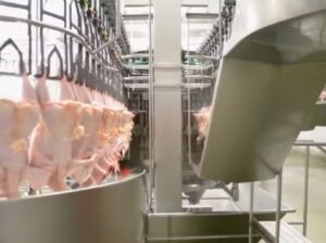 Leia mais sobre o artigo CARNE DE FRANGO: Guerra no Oriente Médio pode afetar mercado brasileiro