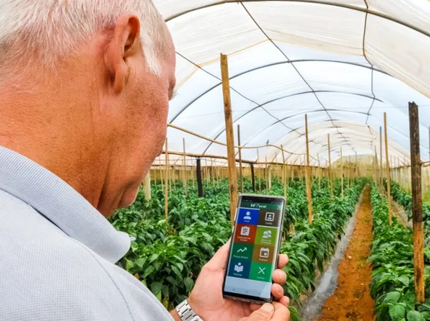 No momento, você está visualizando Modernização elétrica ganha protagonismo na avicultura e suinocultura
