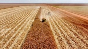 Leia mais sobre o artigo Safra de soja em MS deve crescer e produção de grãos pode bater recorde em 2026