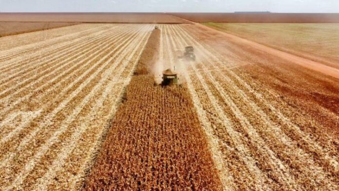 No momento, você está visualizando Safra de soja em MS deve crescer e produção de grãos pode bater recorde em 2026