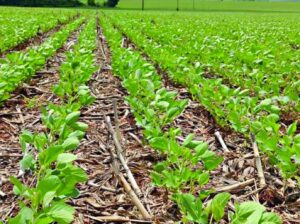 Leia mais sobre o artigo Safra de soja 2025/2026 em MS avança com previsão de crescimento, apesar de impactos climáticos