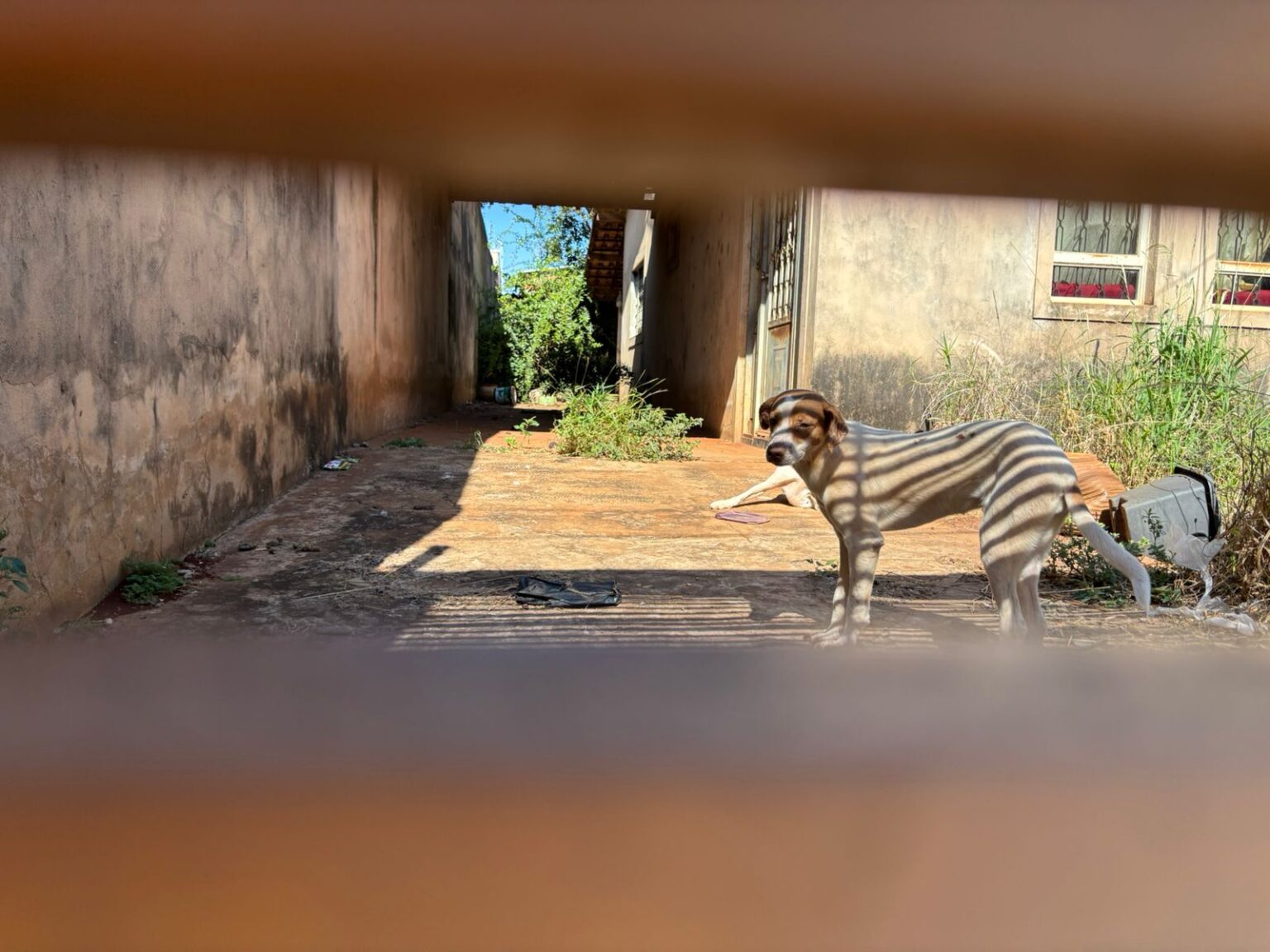 No momento, você está visualizando Abril Laranja mobiliza ações de combate a maus-tratos