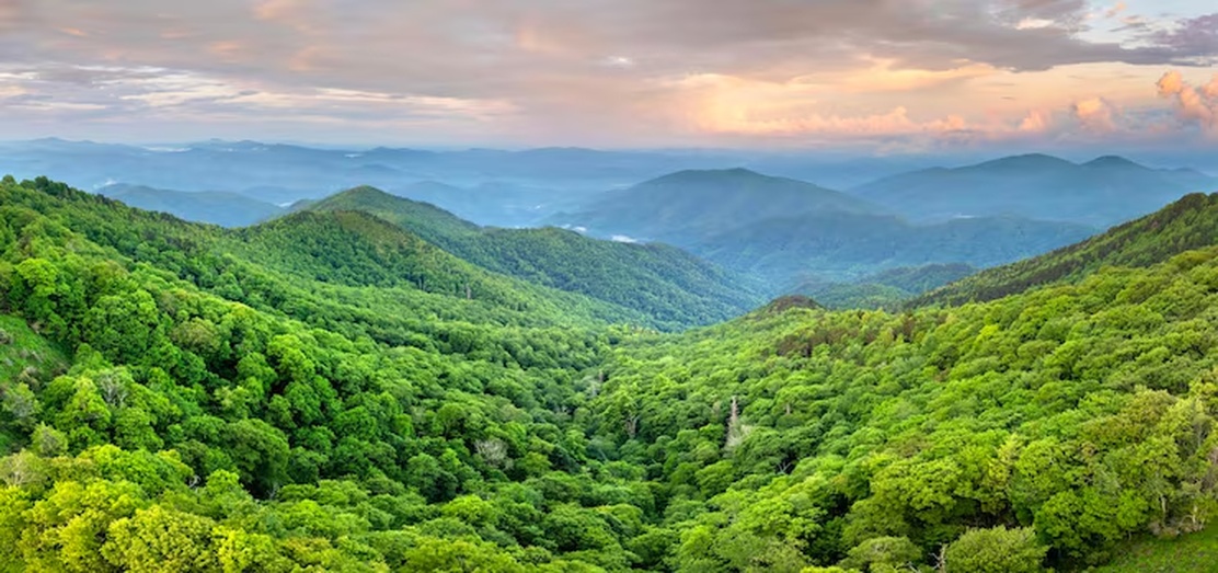 No momento, você está visualizando “Plantar florestas nativas pode movimentar até US$ 26 bi por ano no Brasil”, diz presidente da Biomas
