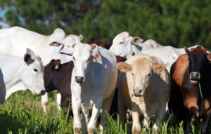 Leia mais sobre o artigo Confinar 2026 em Campo Grande; tudo sobre este evento da pecuária