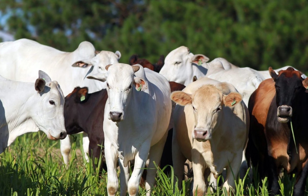 No momento, você está visualizando Confinar 2026 em Campo Grande; tudo sobre este evento da pecuária