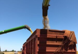 Leia mais sobre o artigo Colheita da soja chega a 97% em MS e plantio do milho se aproxima do fim