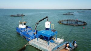 Leia mais sobre o artigo MS bate recorde em exportação de tilápia e ultrapassa US$ 10 milhões