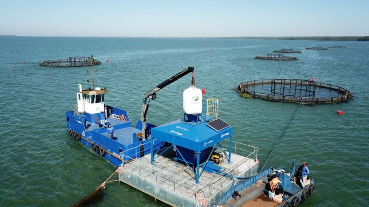 No momento, você está visualizando MS bate recorde em exportação de tilápia e ultrapassa US$ 10 milhões