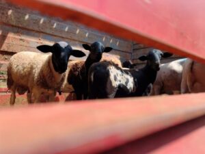 Leia mais sobre o artigo Primeiro embarque de ovinos da agricultura familiar marca avanço em Campo Grande