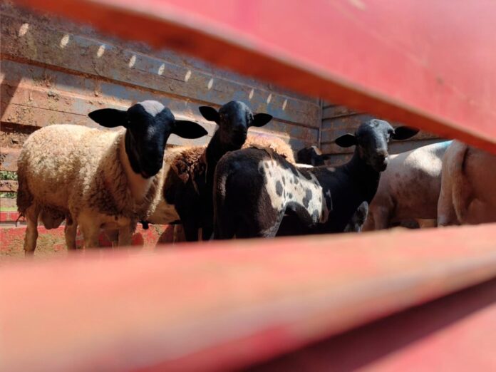 No momento, você está visualizando Primeiro embarque de ovinos da agricultura familiar marca avanço em Campo Grande