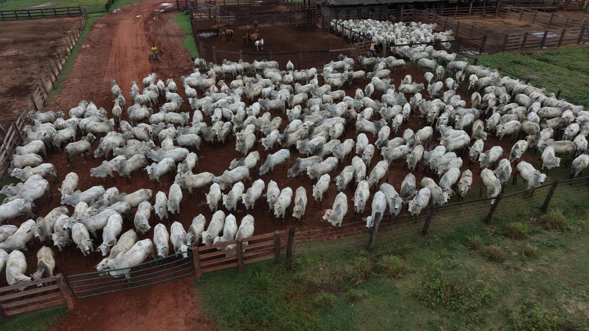 No momento, você está visualizando Frio intenso provoca a morte de mais de 80 bovinos em Mato Grosso do Sul
