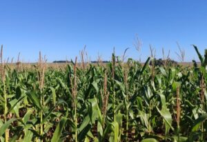 Leia mais sobre o artigo Milho segunda safra mantém cenário favorável em Mato Grosso do Sul