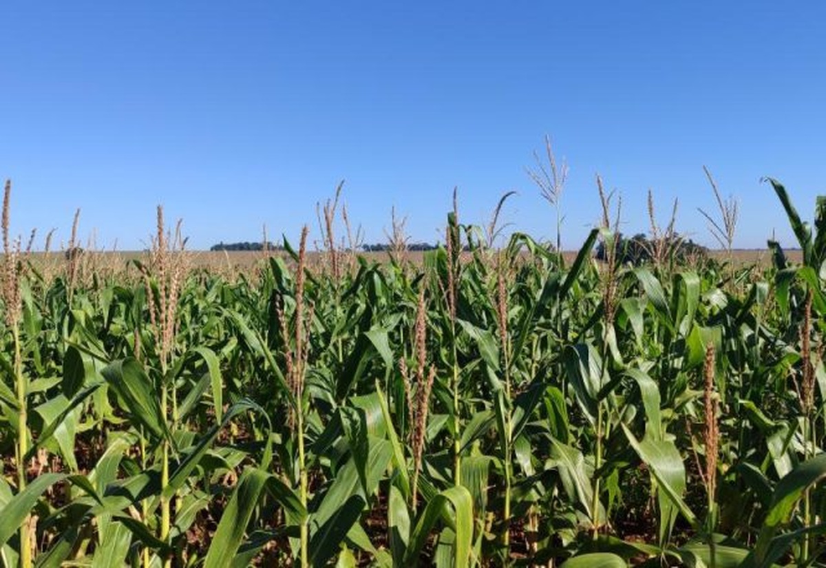 No momento, você está visualizando Milho segunda safra mantém cenário favorável em Mato Grosso do Sul