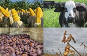 Leia mais sobre o artigo Famasul sediará evento com grandes nomes do agro para debater papel do Brasil no fornecimento global de alimentos e energia