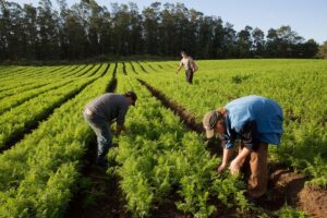 Leia mais sobre o artigo Agronegócios: Governo federal lança Plano Safra 2026/2027 de R$ 525,1 bilhões para grandes produtores