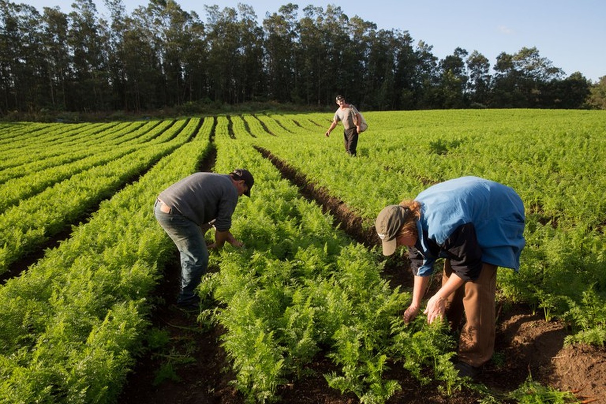 No momento, você está visualizando Agronegócios: Governo federal lança Plano Safra 2026/2027 de R$ 525,1 bilhões para grandes produtores