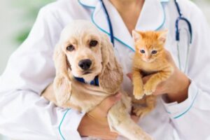 Leia mais sobre o artigo ALEMS LEI: Outubro Rosa e Novembro Azul voltados aos pets entra para o Calendário Oficial
