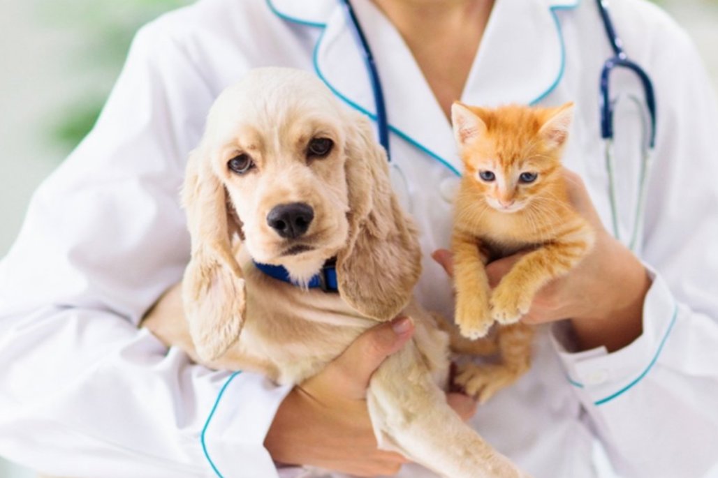 No momento, você está visualizando ALEMS LEI: Outubro Rosa e Novembro Azul voltados aos pets entra para o Calendário Oficial