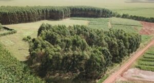 Leia mais sobre o artigo Está aberto o período de cadastro obrigatório de florestas plantadas em MS