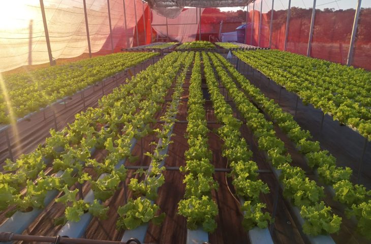 No momento, você está visualizando Agricultores de MS geram renda e perdem o medo da tecnologia com projeto de Naviraí