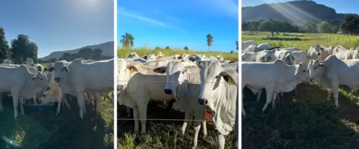 No momento, você está visualizando UEMS vai leiloar 45 bovinos nelore avaliados em mais de R$ 131 mil