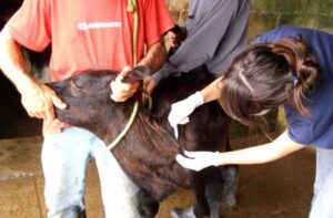 Leia mais sobre o artigo IAGRO AVISA: Prazos para campanha de vacinação de bezerras contra brucelose continuam inalterados em MS