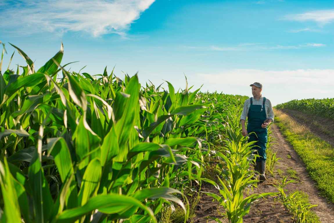 No momento, você está visualizando Agro concentra 40% dos recursos do primeiro Brasil Soberano, com foco em alimentos e comércio