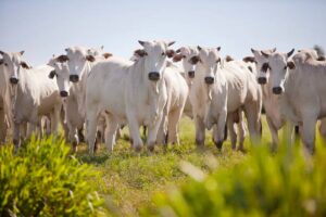 Leia mais sobre o artigo Brasil tenta abrir mercado de carne bovina na Coreia do Sul