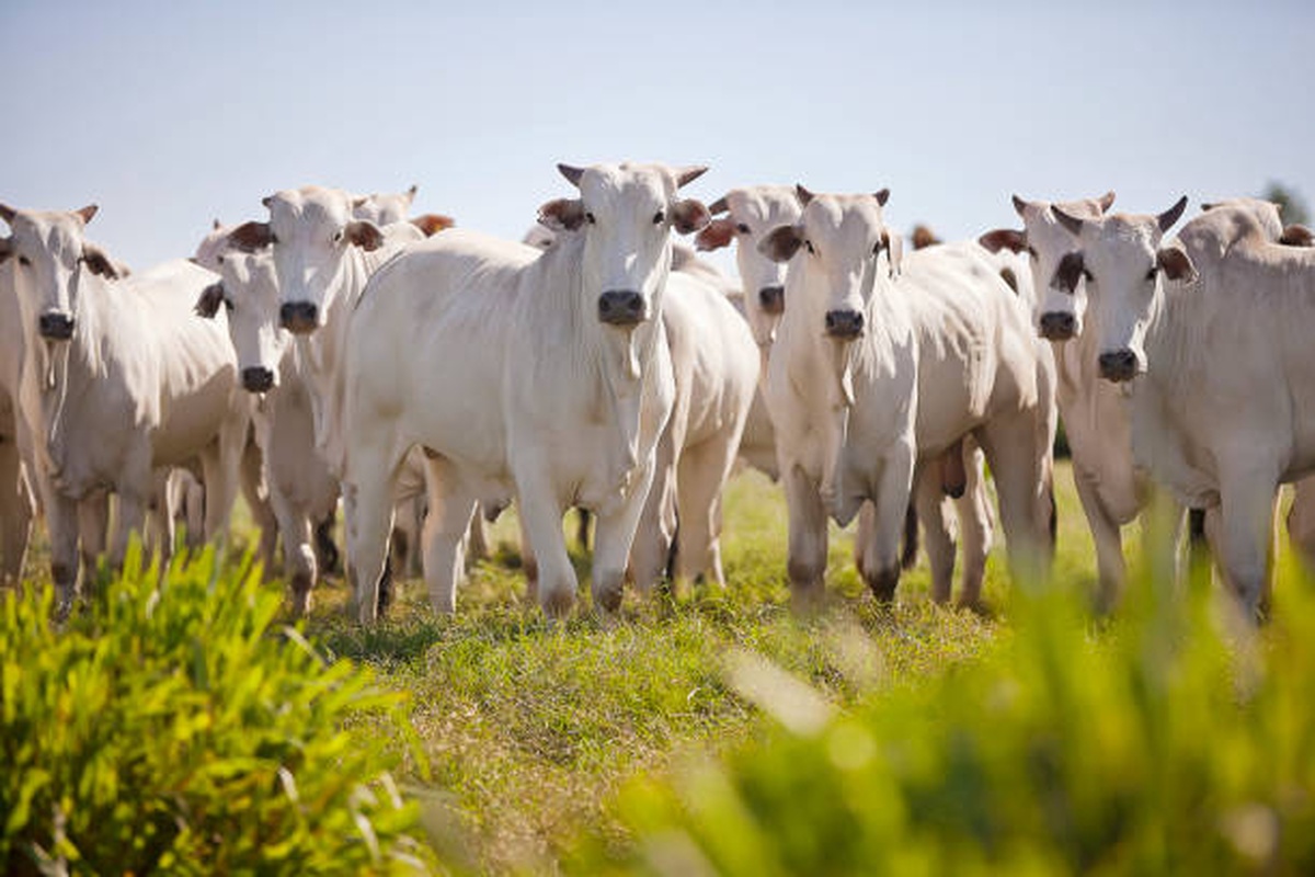 No momento, você está visualizando Brasil tenta abrir mercado de carne bovina na Coreia do Sul