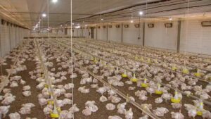 Leia mais sobre o artigo Complexo soja e carne de frango impulsionam primeiro semestre recorde do agro