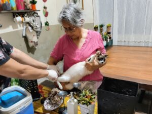 Leia mais sobre o artigo Dourados acelera vacinação e mira mais de mil animais protegidos contra a raiva