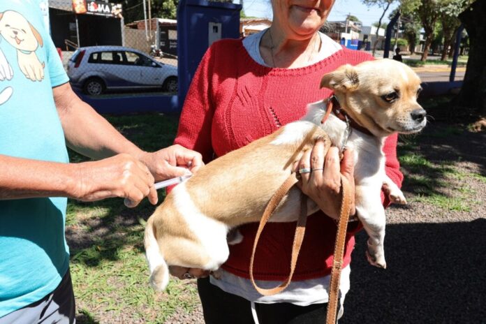 No momento, você está visualizando Dourados mantém vacinação intensificada de animais acolhidos por protetores e ONGs
