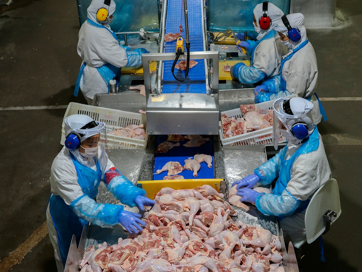 No momento, você está visualizando Exportações de frango do Brasil podem alcançar 5,87 milhões de toneladas em 2026