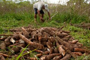 Leia mais sobre o artigo HOJE: Prefeitura de Naviraí inaugura agroindústria de mandioca de mesa na Juncal nesta terça-feira