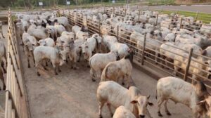 Leia mais sobre o artigo Circuito Nelore de Qualidade avalia 310 animais em Naviraí