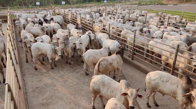 No momento, você está visualizando Circuito Nelore de Qualidade avalia 310 animais em Naviraí