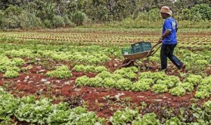 Leia mais sobre o artigo Nova medida provisória permitirá renegociação de dívidas do agro; entenda o que o texto prevê