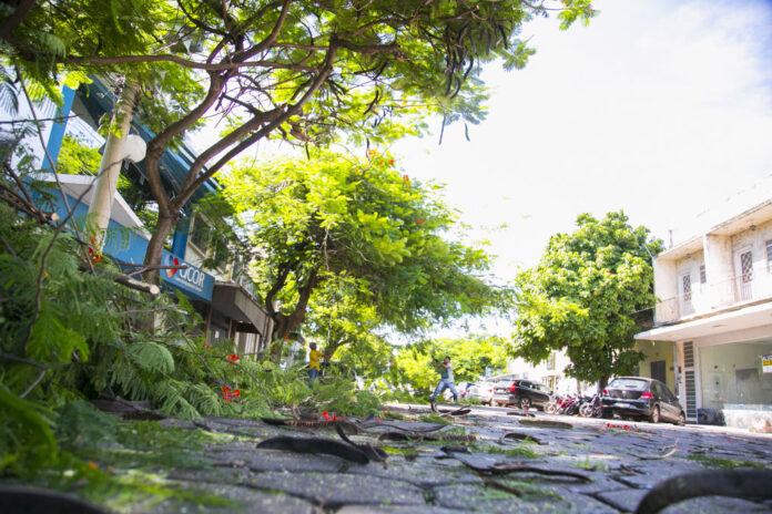 No momento, você está visualizando Consulta pública do Plano de Arborização Urbana continua aberta em Corumbá