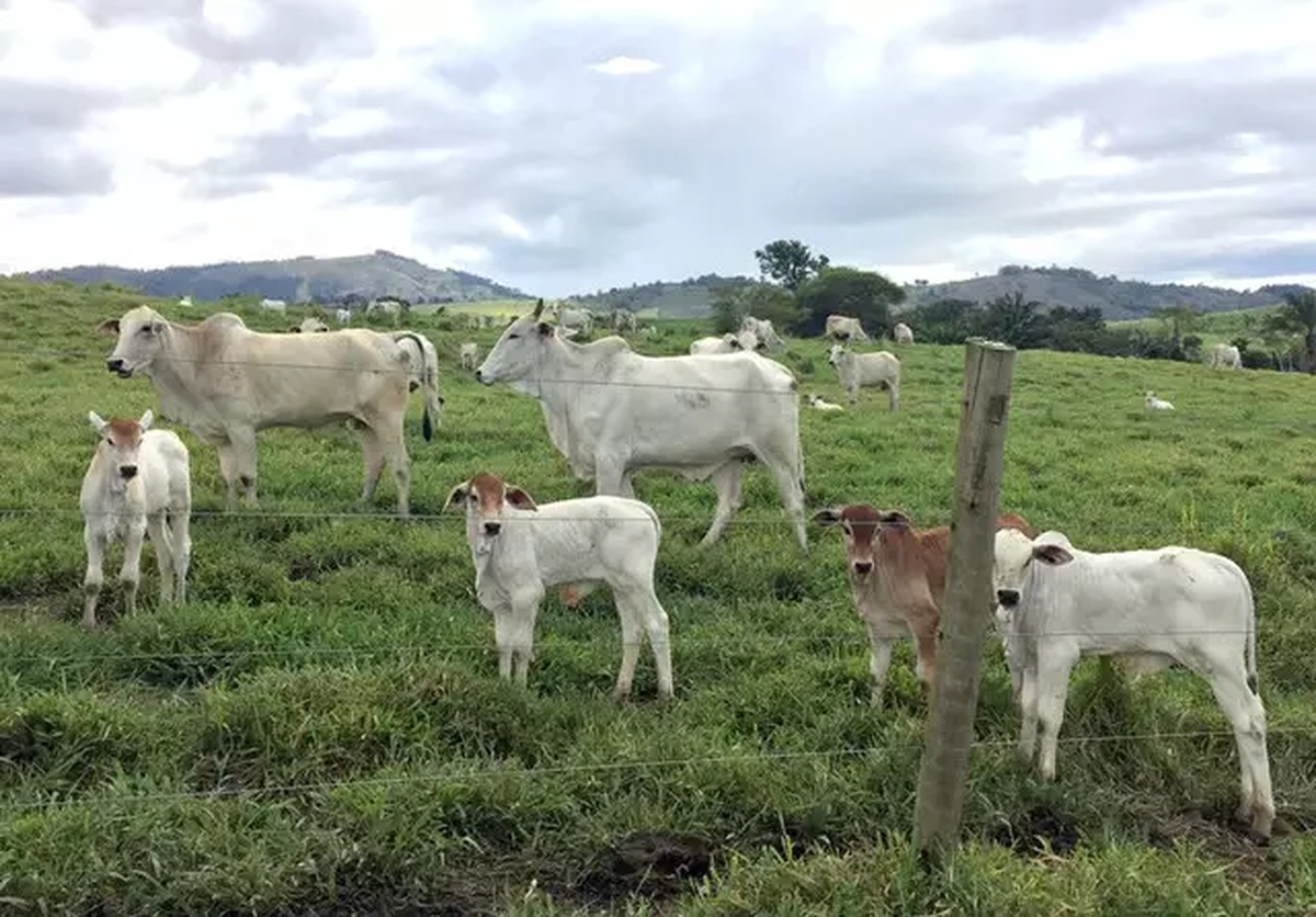 No momento, você está visualizando Preço do bezerro supera alta do boi gordo em julho em MS