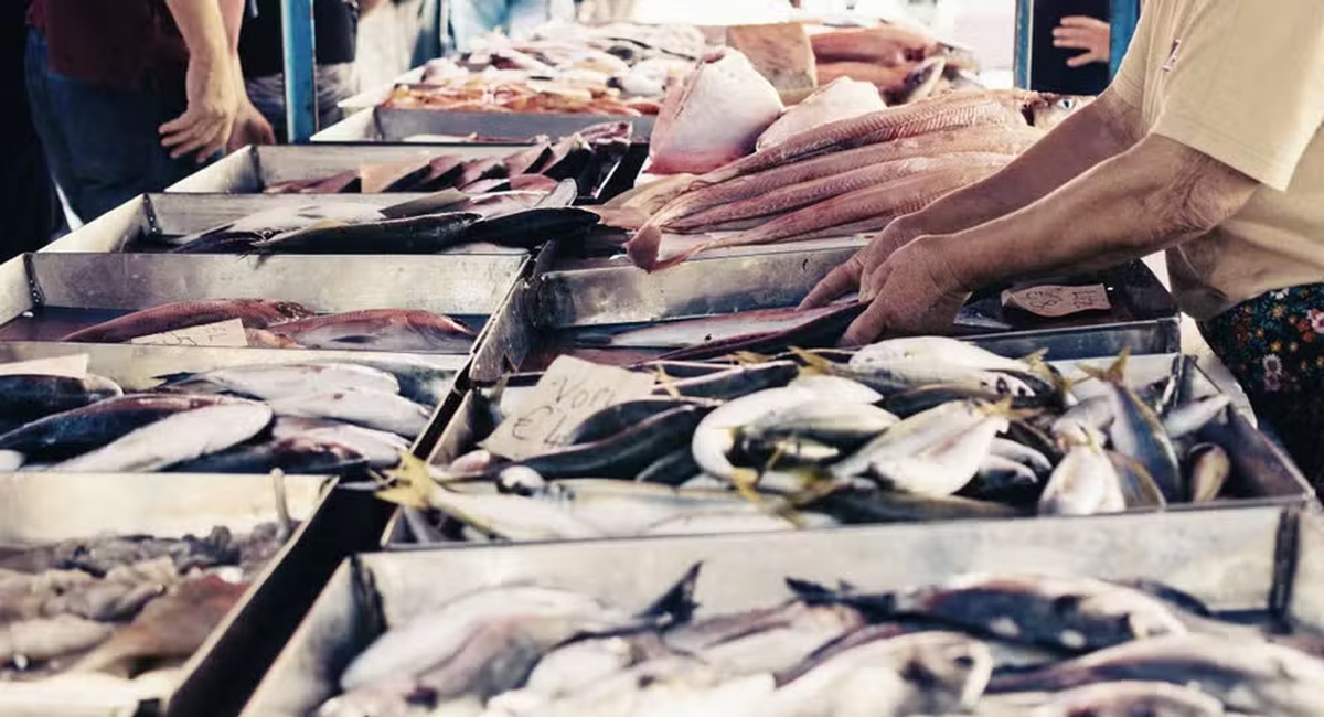 No momento, você está visualizando Brasil busca reduzir dependência de exportações de pescado aos EUA
