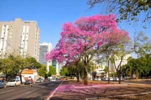 Leia mais sobre o artigo Mato Grosso do Sul terá terça-feira de calor e tempo seco